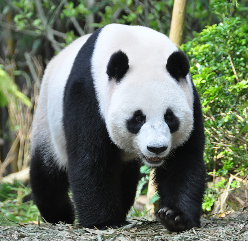 panda, animal, face, claws, HD wallpaper