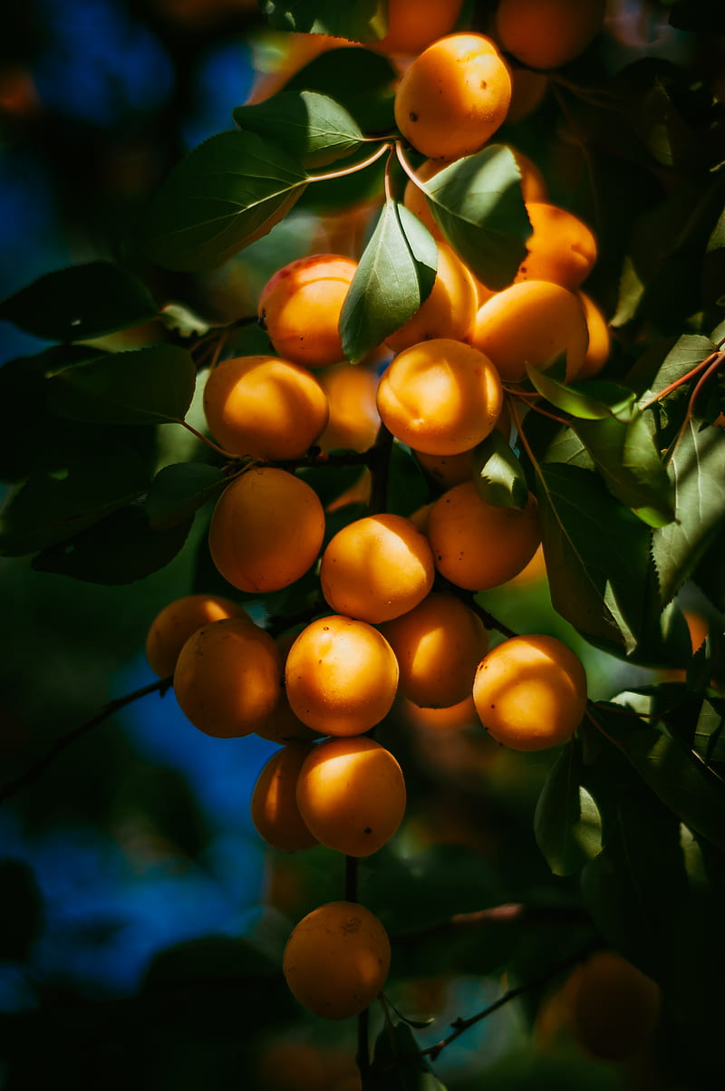 apricots, fruits, branch, HD phone wallpaper
