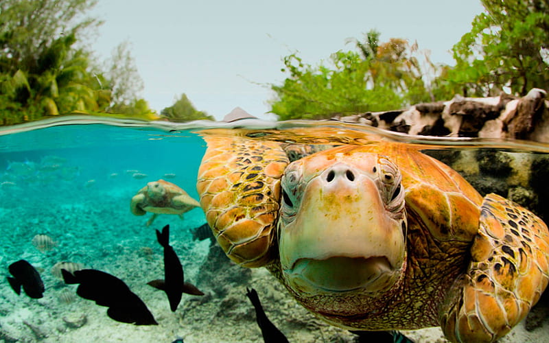 Turtle in Lagoon Bora Bora, polynesia, reef, fish, snorkel, sea, lagoon, bora bora, marine, blue, underwater, exotic, islands, life, ocean, turtle, coral, leatherback, paradise, island, tahiti, tropical, HD wallpaper