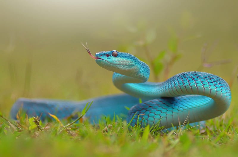 Blue snake, grass, reptile, snake, blue, HD wallpaper | Peakpx