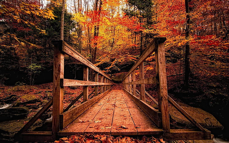 wooden structure forest-Autumn, HD wallpaper