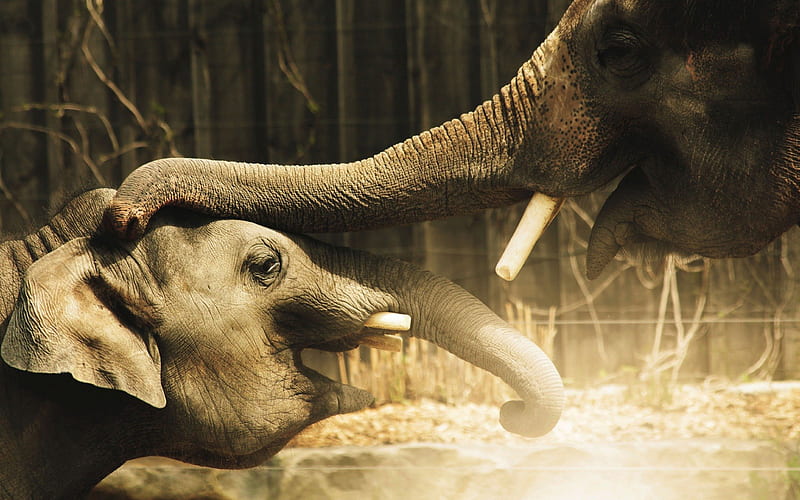 Elephant, trunk, animal, africa, HD wallpaper