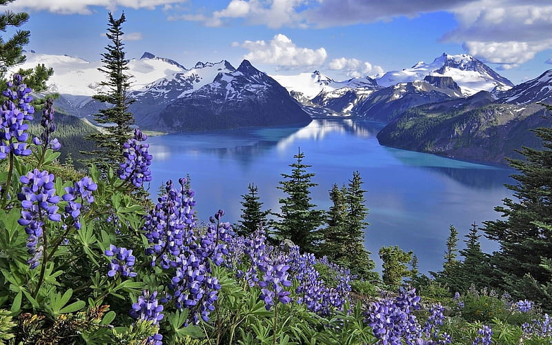 flowers mountains lake-Nature, HD wallpaper