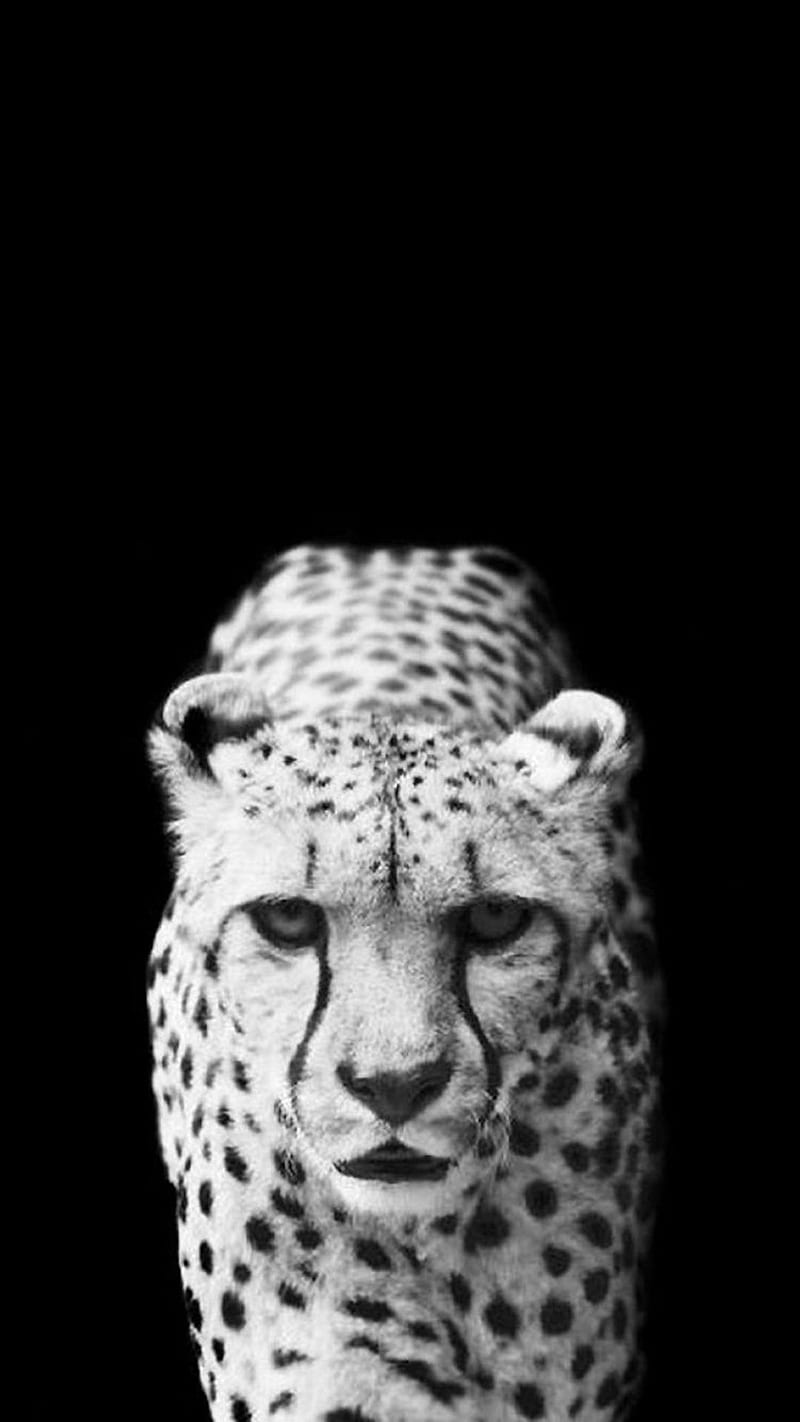 Cheetah , fast, black and white, HD phone wallpaper