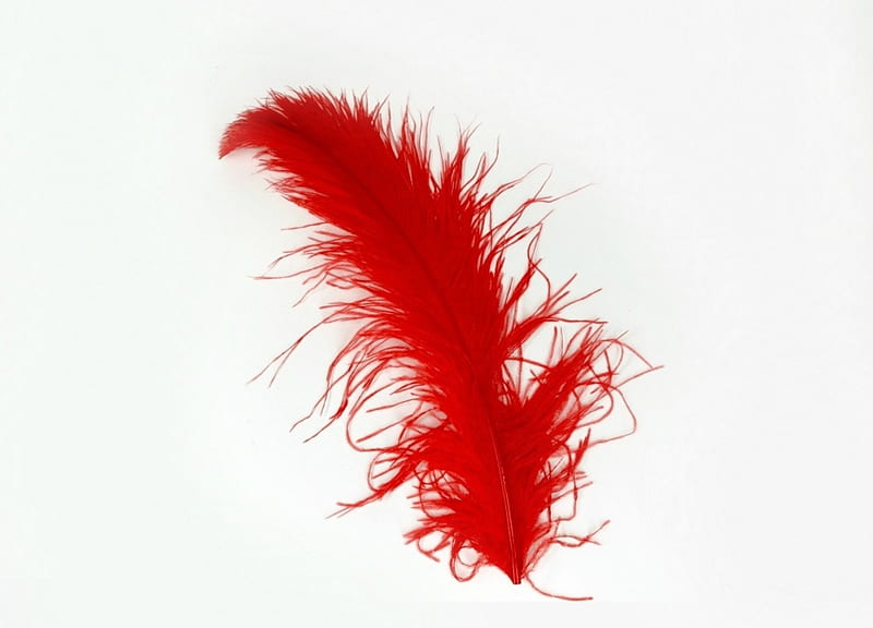 Red feather, red, white, feather, card, HD wallpaper