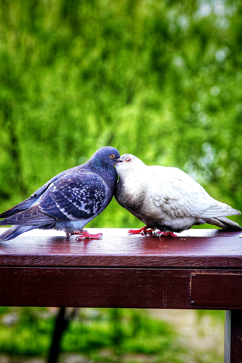 shallow focus of two blue and white pigeons, HD phone wallpaper