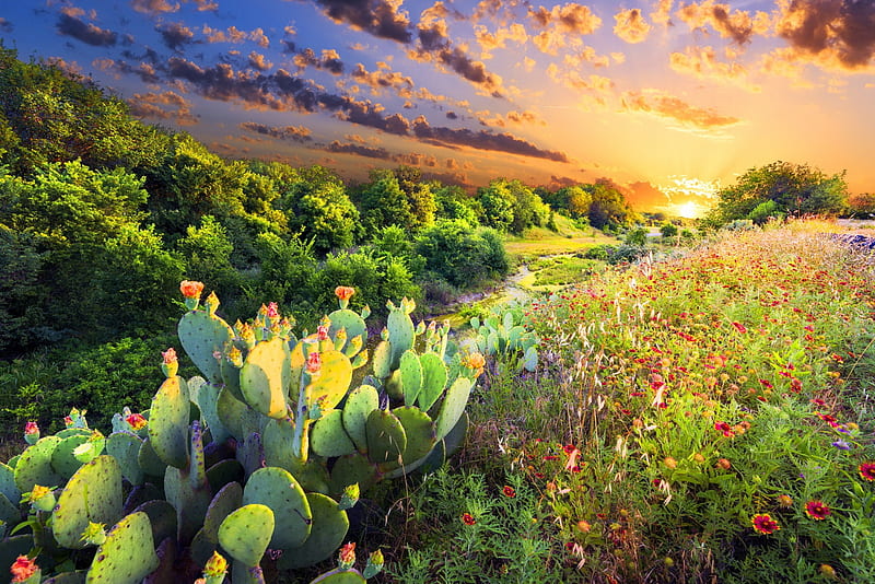 Flowering cactus, Texas, glow, sunset, sky, cactus, blanket, rays, wildflowers, flowers, sunrise, flowering, Indian, HD wallpaper