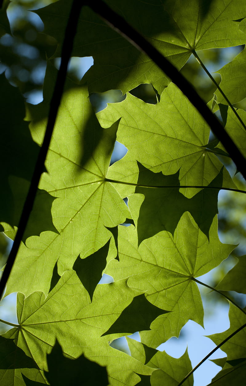 Maple, leaves, light, macro, green, HD phone wallpaper | Peakpx