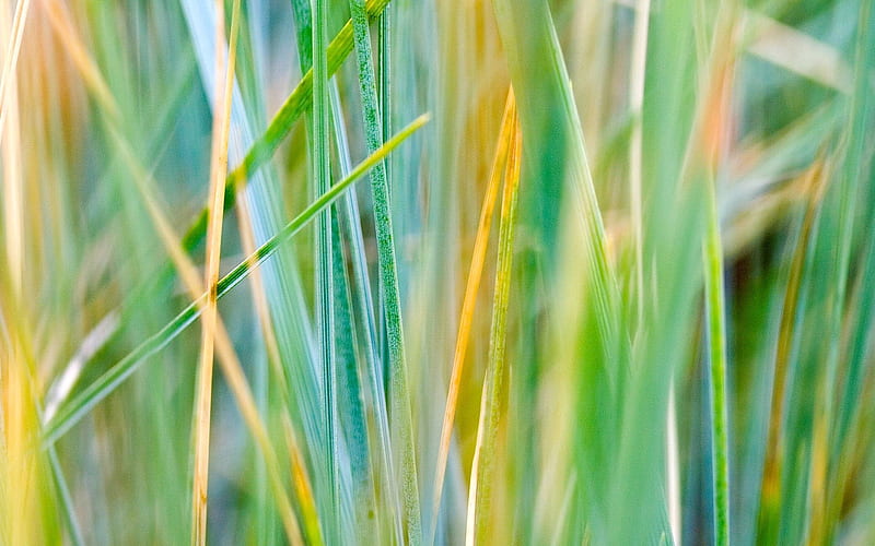 grass, striped, dry, HD wallpaper