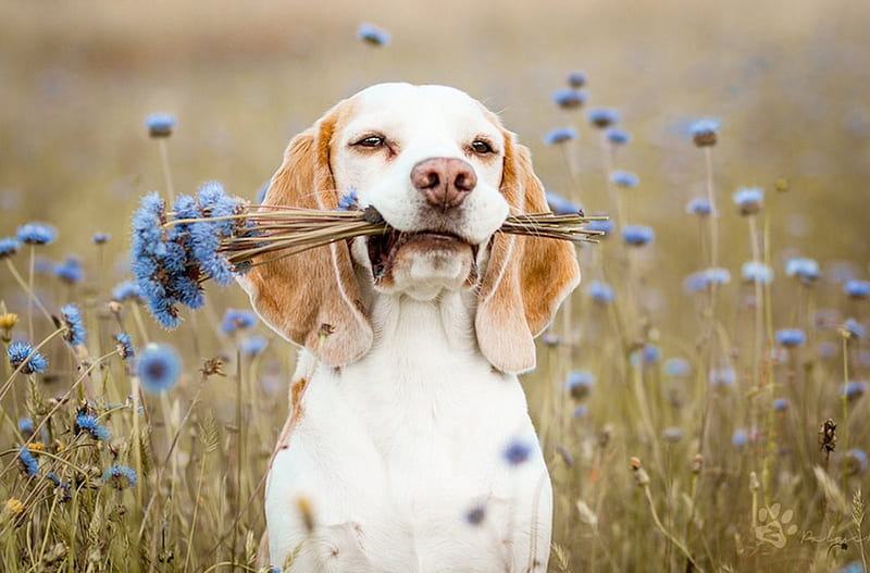 Dog, graphy, lavender, puppy, meadow, HD wallpaper