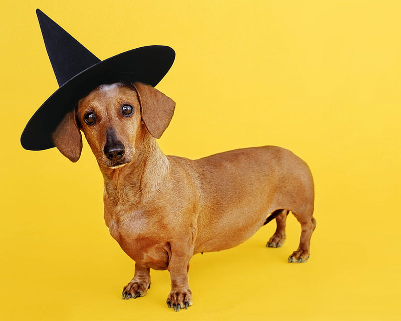 Halloween puppy, witch, pet, friend, halloween, puppy, dog, animal, hat, HD wallpaper