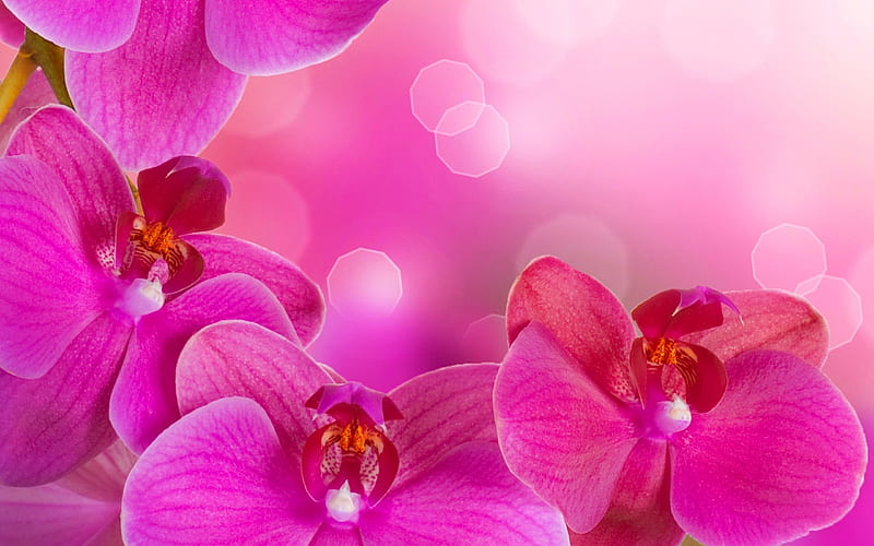 Pink Orchids Background Pretty Lovely Background Bonito Floral