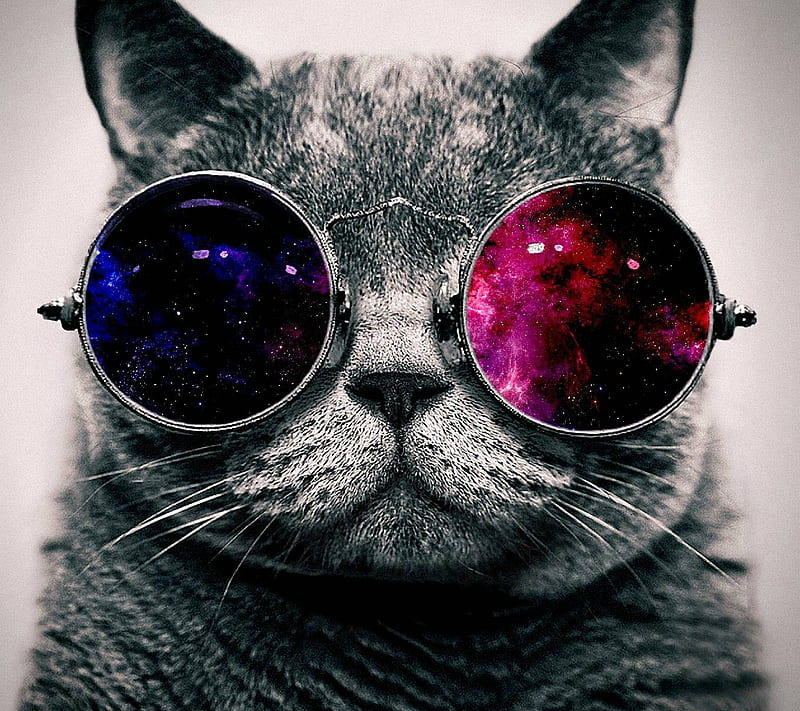 Kool Kat, cat, cool, sunglasses, HD wallpaper
