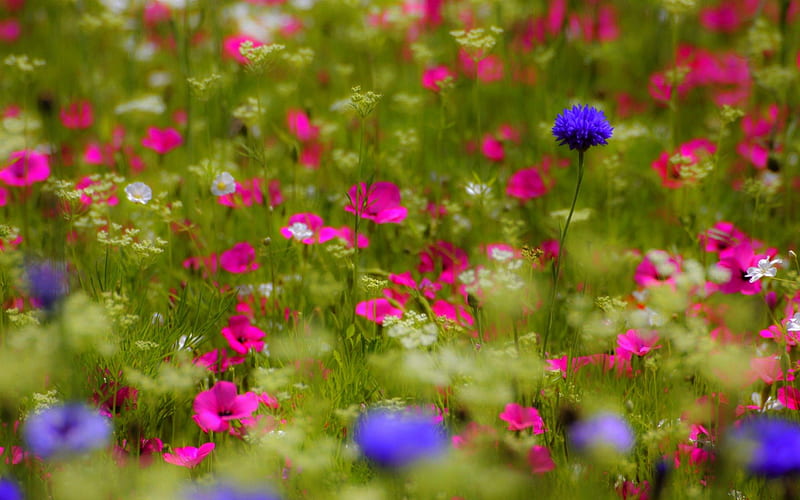 SPRING FIELD, flowers, colrs, spring, field, HD wallpaper | Peakpx