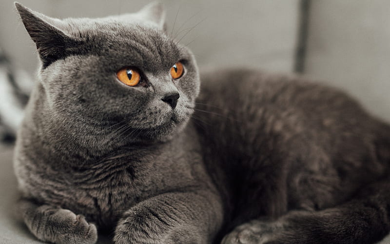 British Shorthair Cat, muzzle, domestic cat, gray cat, yellow eyes, pets, cats, British Shorthair, HD wallpaper