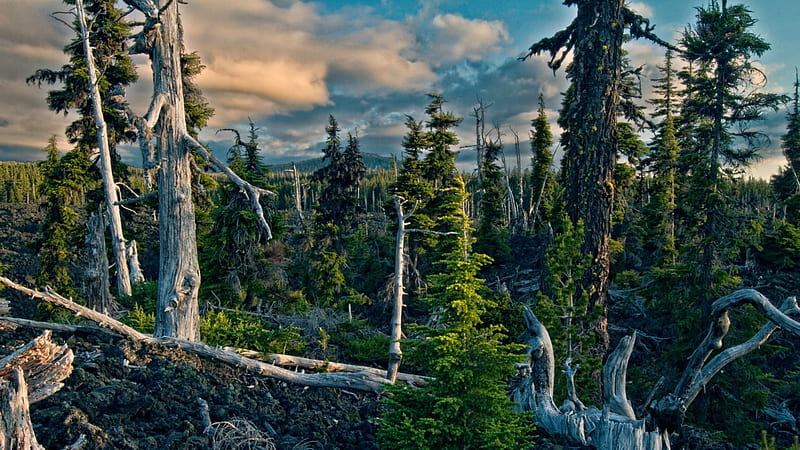 gnarly forest r, forest, petrified, gnarly, r, clouds, HD wallpaper