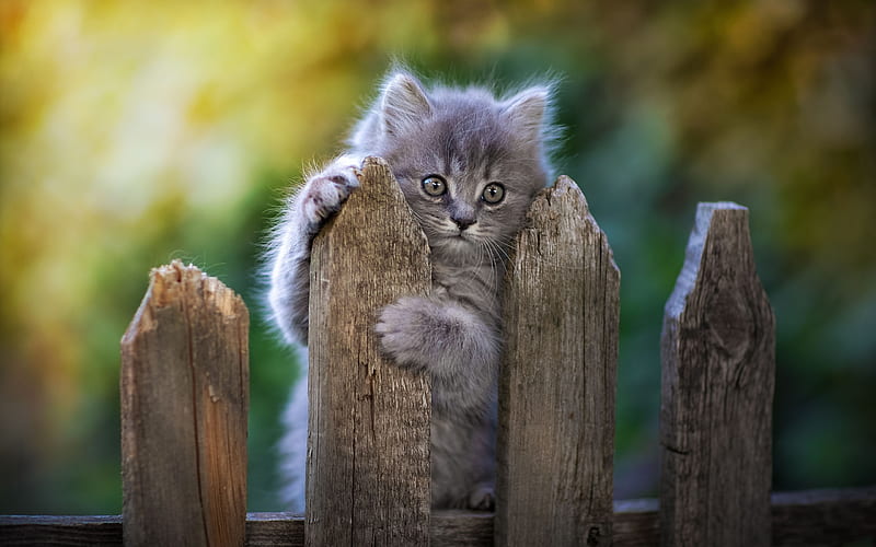 Gray Persian Cat, cute animals, kitten on fence, kitten, cats, domestic cats, pets, gray cat, Persian Cat, HD wallpaper