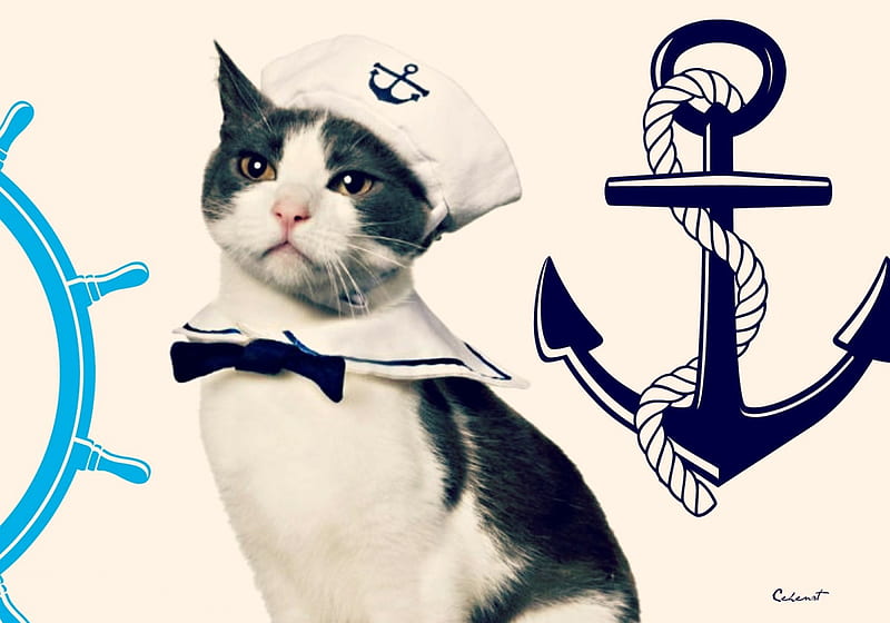 Sailor cat, sailor, anchor, by cehenot, cat, helm, animal, hat, cute, summer, funny, white, blue, HD wallpaper