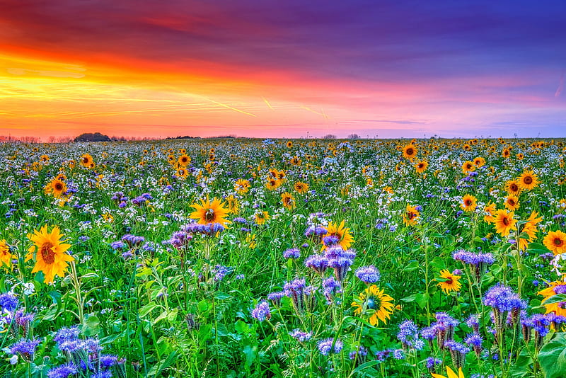 Free HD Wallpaper Summer, Flowers, Field, Grass, Blue Sky + Download  Wallpapers 2023
