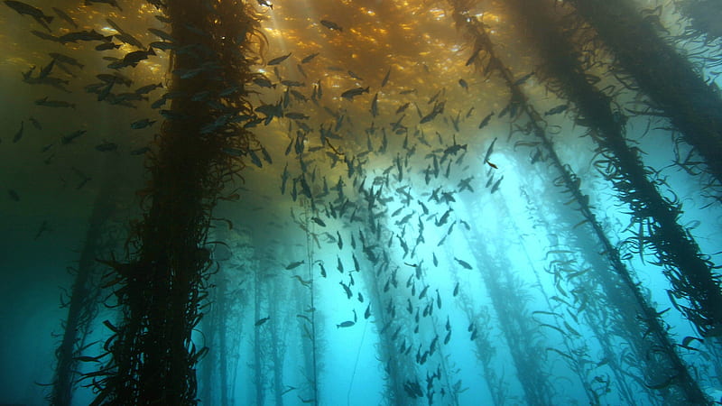 underwater algae forest, forest, underwater, fish, algae, sea, HD wallpaper
