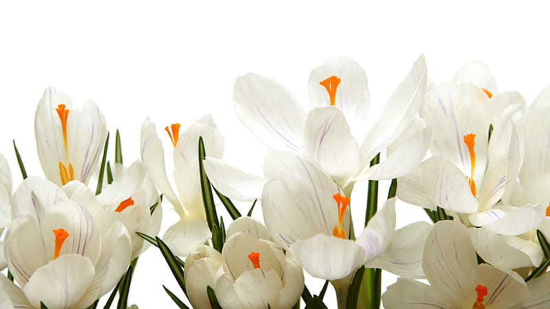 White Orange Filament Flowers In White Background White Aesthetic, HD wallpaper