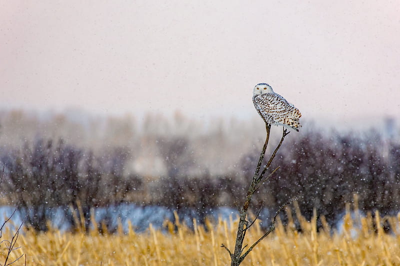 Birds, Owl, Bird, Depth Of Field, Wildlife, HD wallpaper