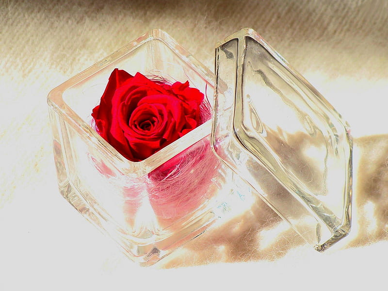 GIFT of LOVE, red, glass, rose, box, gift, HD wallpaper