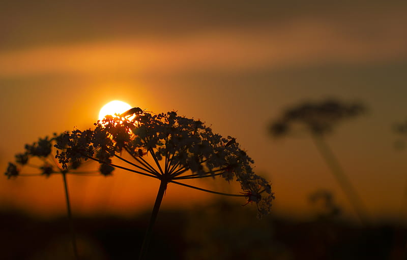 Silhouette of flower under sunset, HD wallpaper | Peakpx