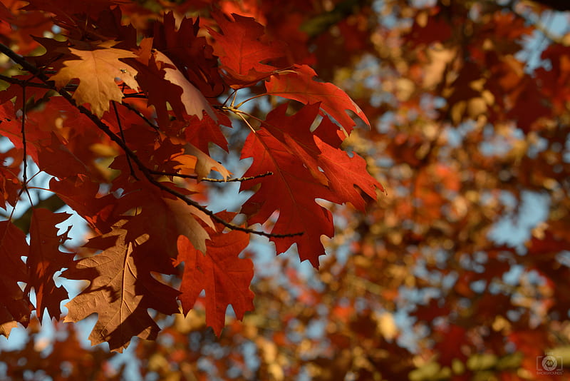 Red Autumn Leaves Background High Quality Background, HD wallpaper | Peakpx