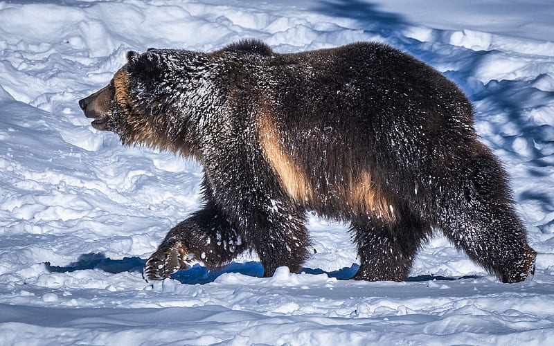 Grizzly, winter, wildlife, Grizzly bear, snowdrifts, bears, Ursus arctos horribilis, HD wallpaper