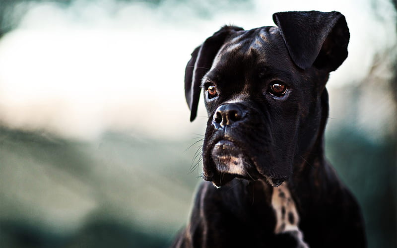 black boxer dog, puppy, close-up, pets, bokeh, black dog, boxer dog, HD wallpaper