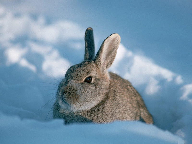 Grey rabbit on the snow, rabbit, snow, rodent, animal, winter, HD wallpaper