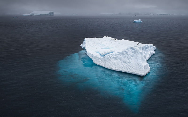 penguins hitching a ride on an iceberg, iceberg, penguins, sea, blue, HD wallpaper