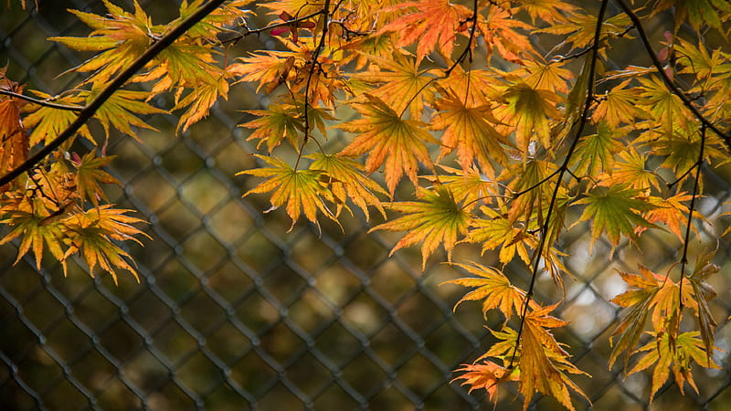 Orange Green Autumn Tree Branch Leaves In Chainlink Fence Background Autumn, HD wallpaper