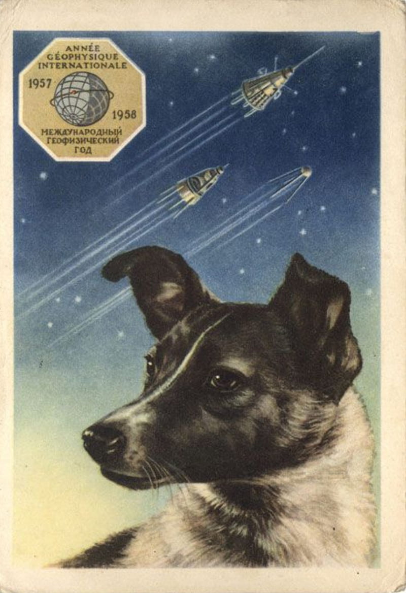 Laika the Space Dog, astronaut, astronaut dog, cruel, dog laika, laika the astronaut dog, rip, science, HD phone wallpaper