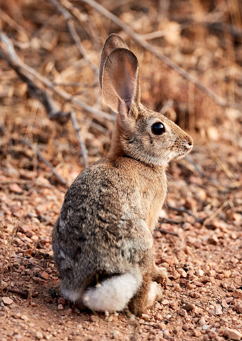 rabbit, hare, animal, ears, cute, HD phone wallpaper
