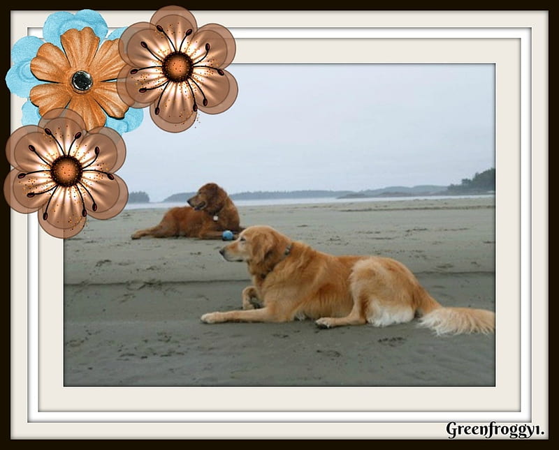 LAZING ON THE BEACH, TWO, ANIMALS, DOGS, FRAMED, HD wallpaper