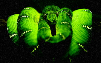 Mitternachtsgrüne Baumpythonschlange, grüne Pythonschlange, grüne Baumpythonschlange, Pythonschlange, Mitternacht, Schlangen, HD-Hintergrundbild
