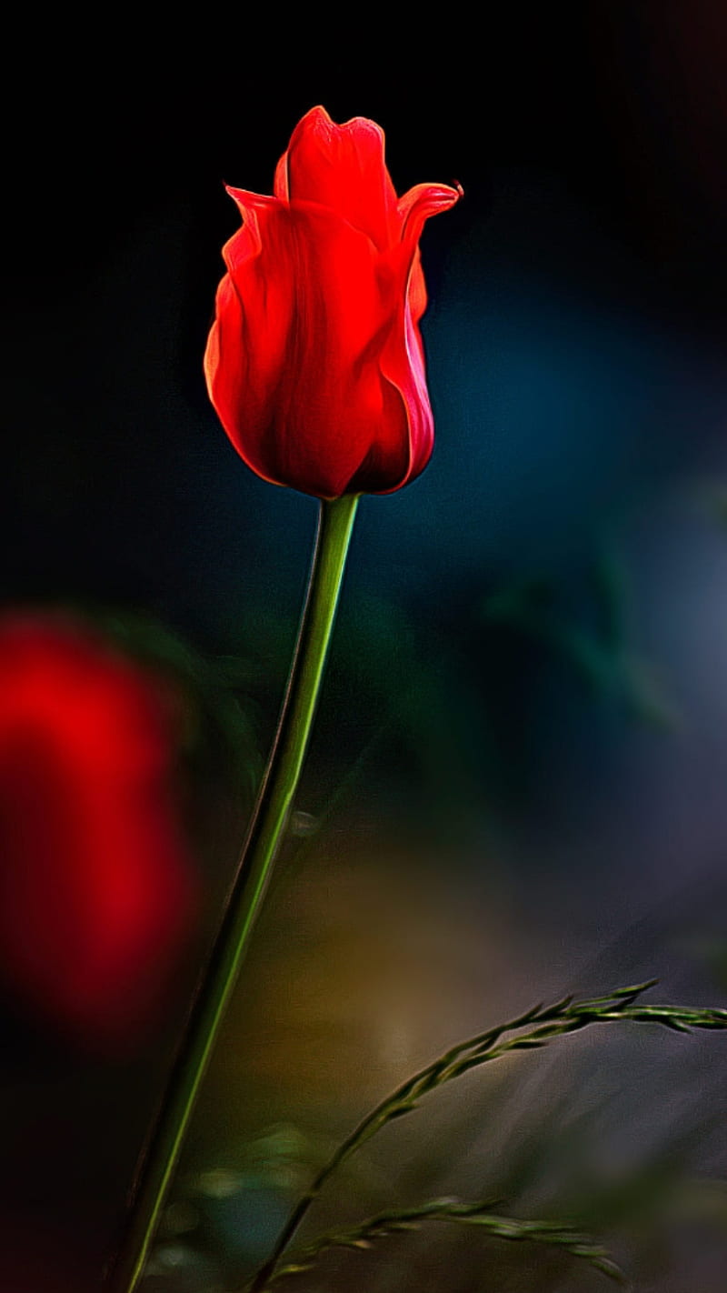 Single flower, flowers, nature, red, red flower, HD phone wallpaper