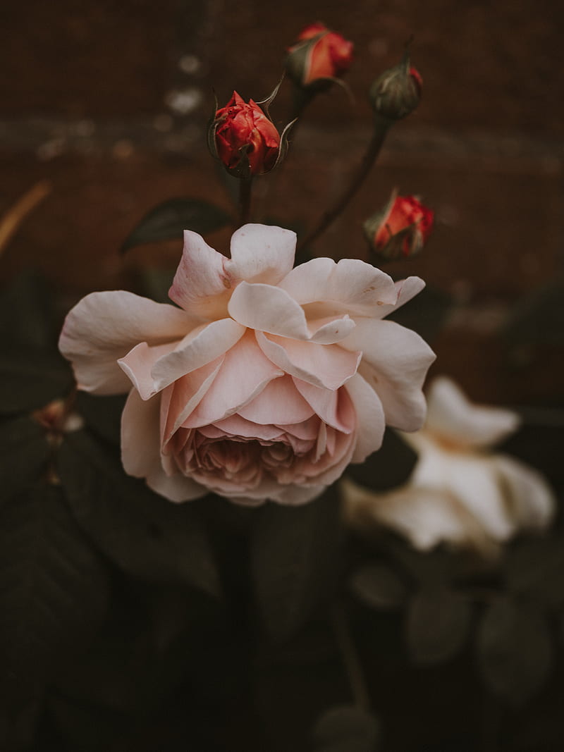 rose, flower, pink, buds, bloom, plant, HD phone wallpaper