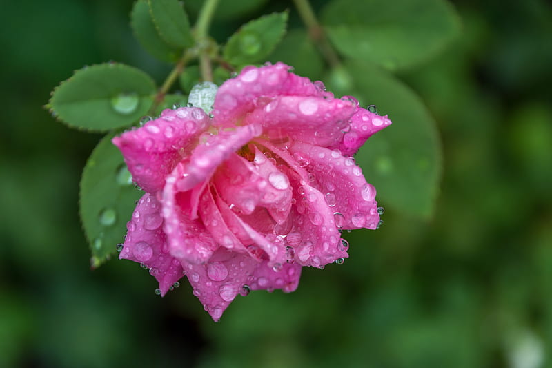Rose, vara, green, water drops, flower, summer, pink, trandafir, HD wallpaper