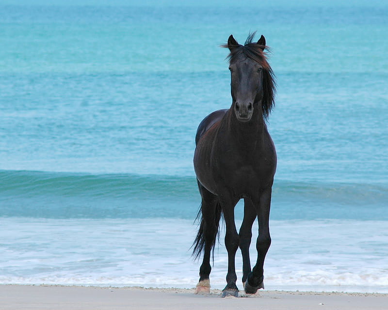 Spanish Mustang Enjoying The Beach, mustang, beach, wild, horses, spanish, HD wallpaper
