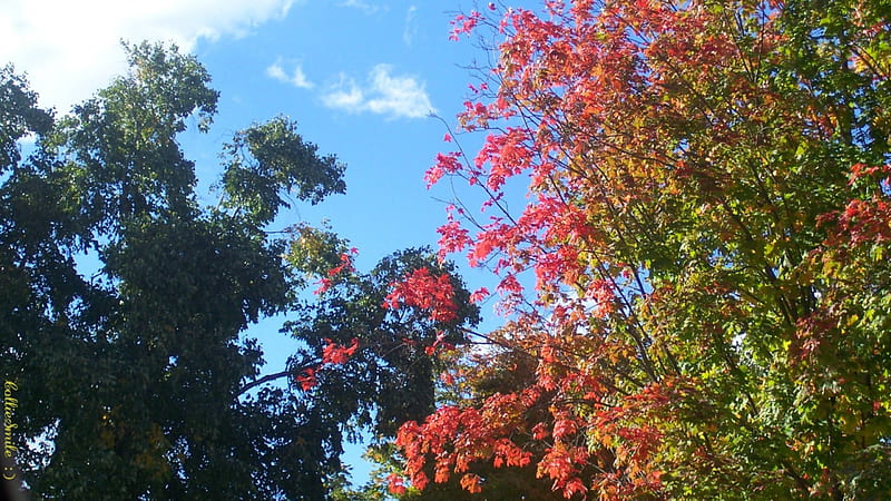 More Early Autumn Colors, orange, scarlet, yellow, branch, leafy, Peninsula, Lower Peninsula, fa11, cie1, Michigan, golden, sky, trees, October, Autumn, sugar maples, Fall, red, colorful, maples, Penninsula, bonito, leaves, green, color, blue, maple, colors, leaf, crimson, tree, sugar maple, branches, HD wallpaper