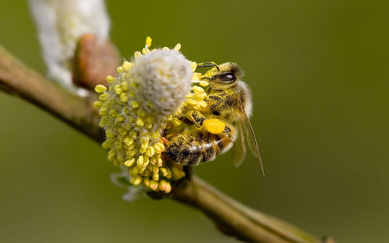 bee-gathering-pollen, bee, flowers, pollen, animals, other, HD wallpaper