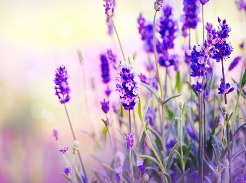 Lavender, sun, painting, flowers, blossoms, artwork, blue, HD wallpaper
