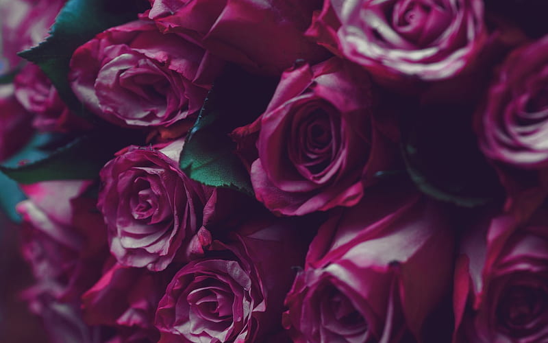purple roses, beautiful bouquet of roses, gift, floral background, roses, HD wallpaper