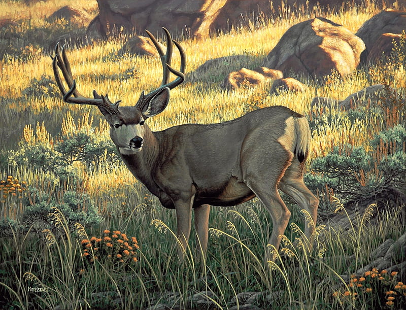 Alerted Deer, alert, antlers, green, rock, vegetation, sand colour, deer, HD wallpaper