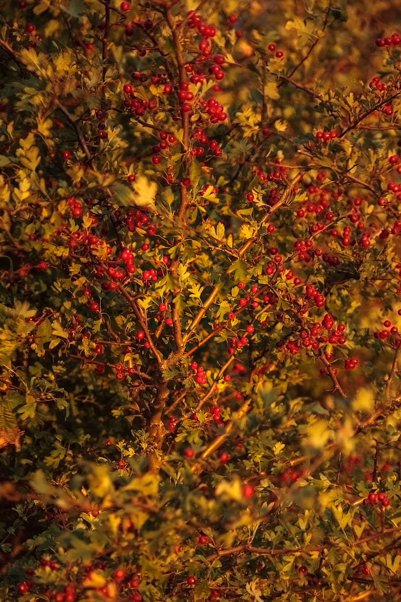 Autumn Hedgerow, berries, fall, hedge, leaves, nature, orange, HD phone wallpaper