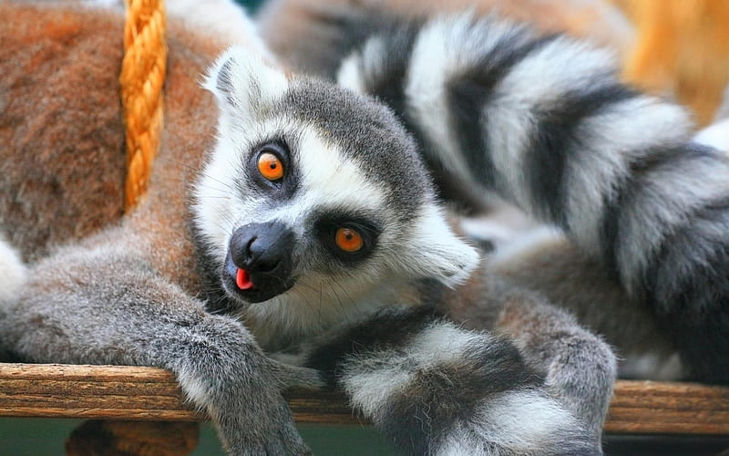 ring tailed lemurs-Nature wild animals Featured, HD wallpaper