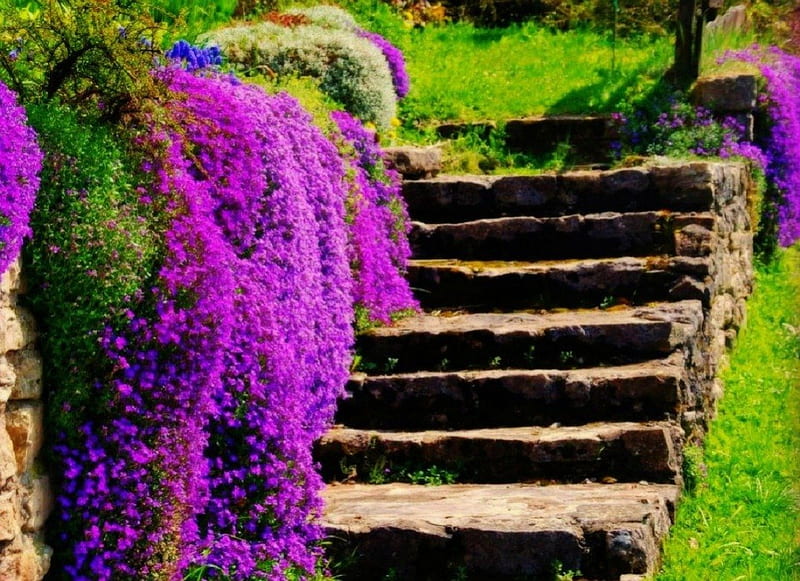 Enjoy Purple Beauty As You Climb the Stone Stairway, purple, stone, flowers, beauty, nature, stairway, HD wallpaper
